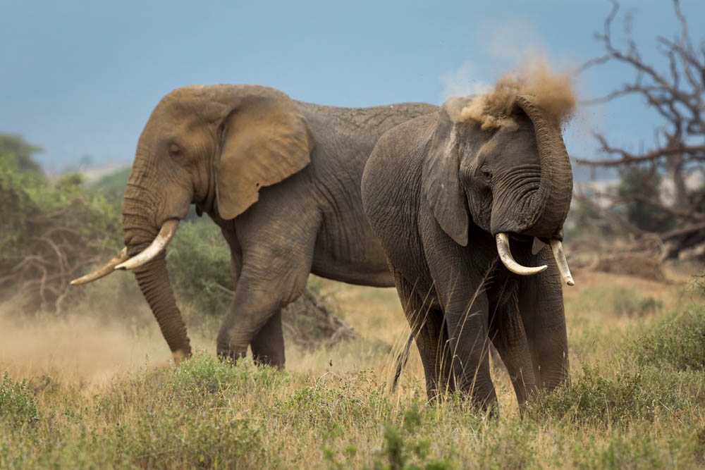How to Take Better Safari Photos of Elephants, Lions, Zebra and More