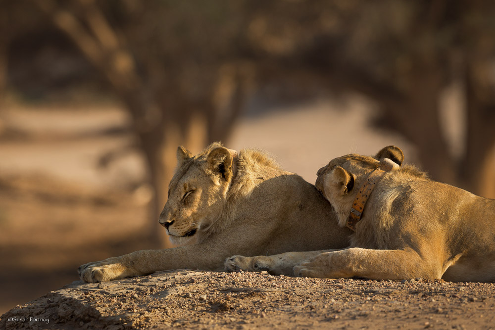 5 Ways Namibia’s Desert-Adapted Lions Will Awe You