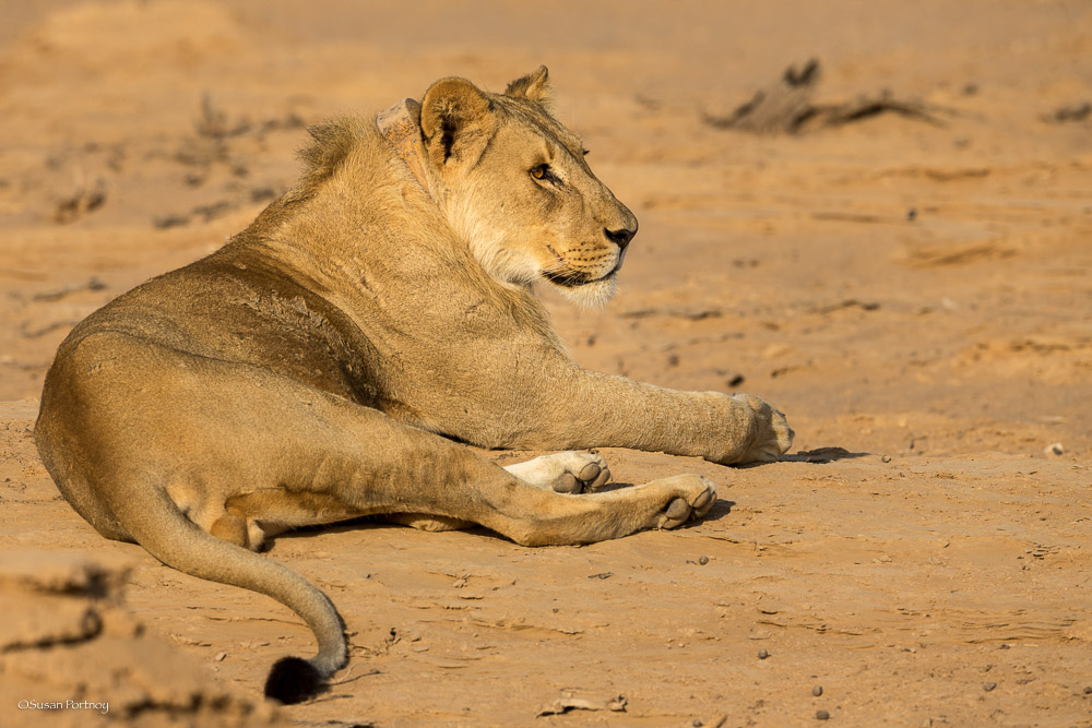 5-ways-namibia-s-desert-adapted-lions-will-awe-you