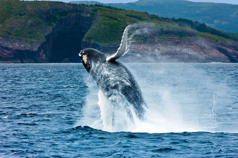 An Insider’s Guide to Canada’s Secret Gem: Newfoundland