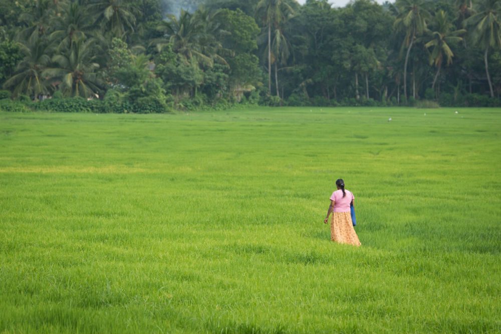Woman standing alone in Sri Lanka green rice field.