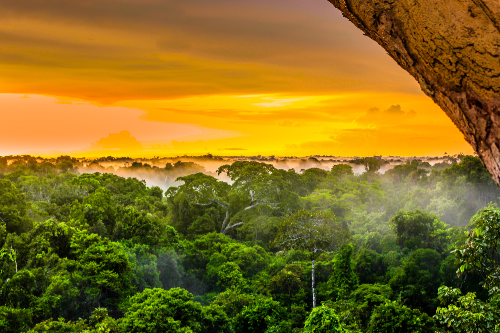 Visiting the  Rainforest in Brazil