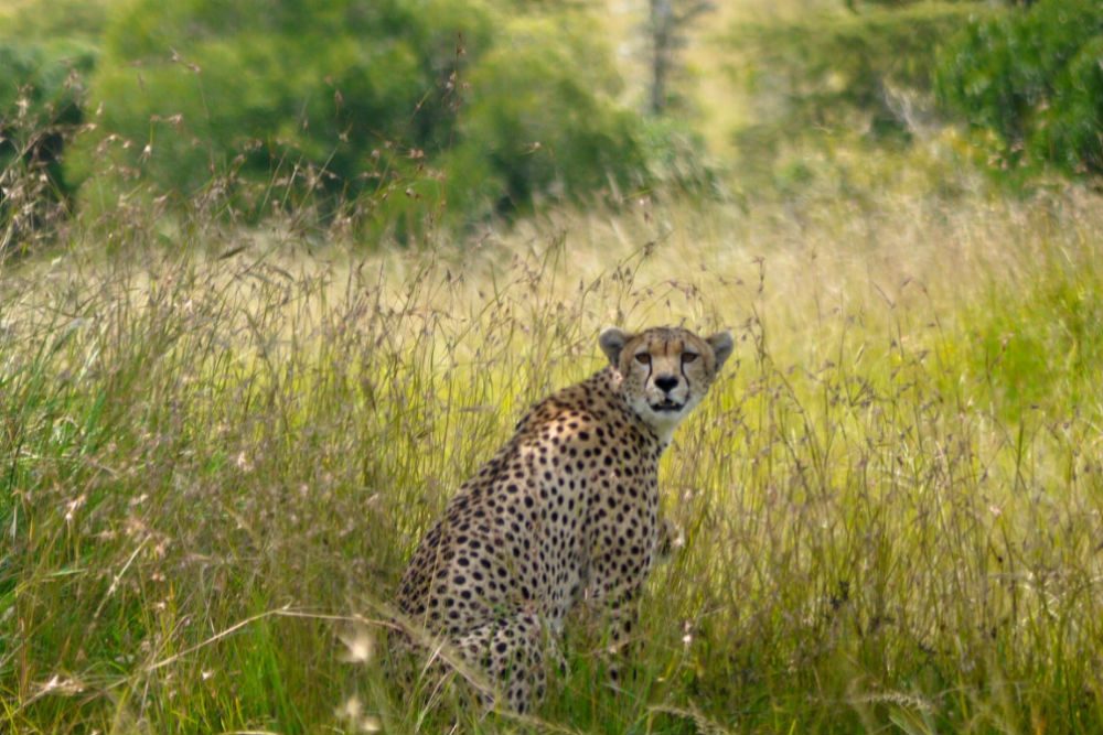 A cheetah in the high grass of Masai Mara, Keny