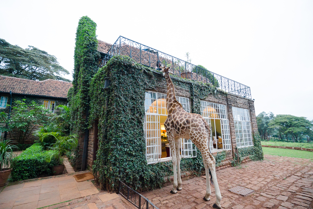 A giraffe stands in front of a building at Giraffe Manor in Nairobi. 