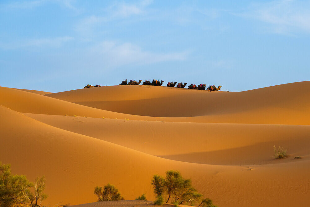 Camel trek through the Sahara Desert, Morocco.