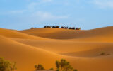 Camel trek through the Sahara Desert, Morocco.