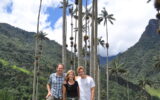 Wax Palm Trees in the Corcora Valley, Colombia