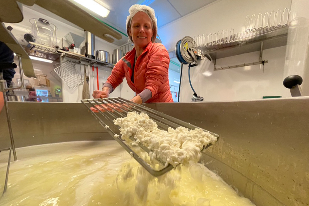 Brook breaks up the cheese curds at a cheese farm in Norway.