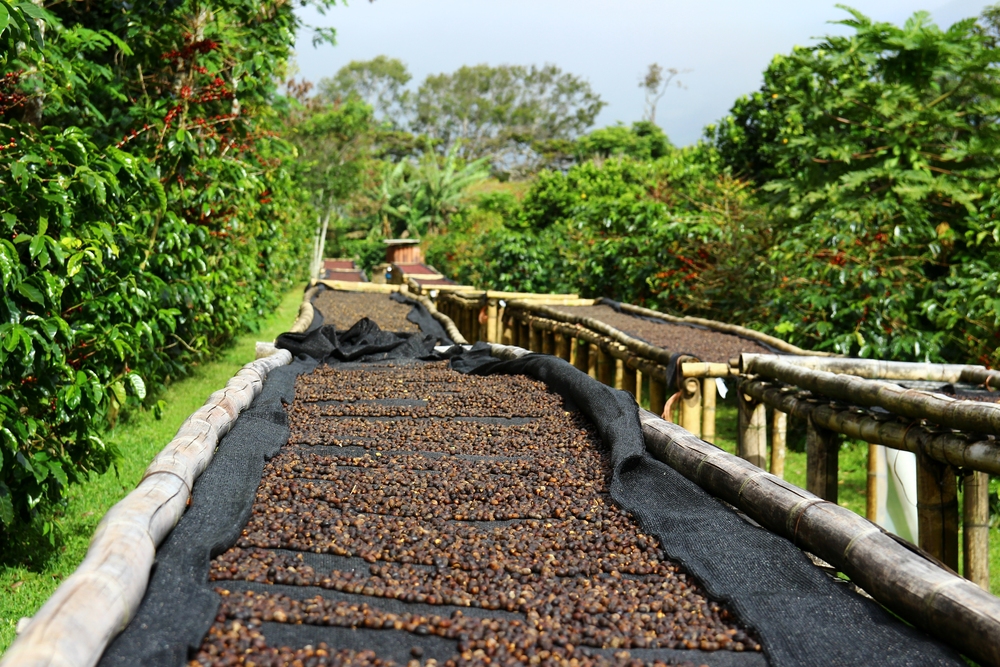 Coffee cherries lying to dry on bamboo raised beds.