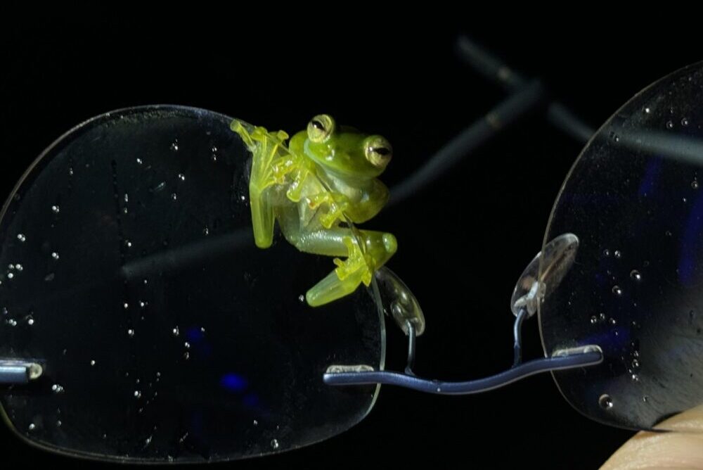 A frog clinging on the traveler's glasses frame.