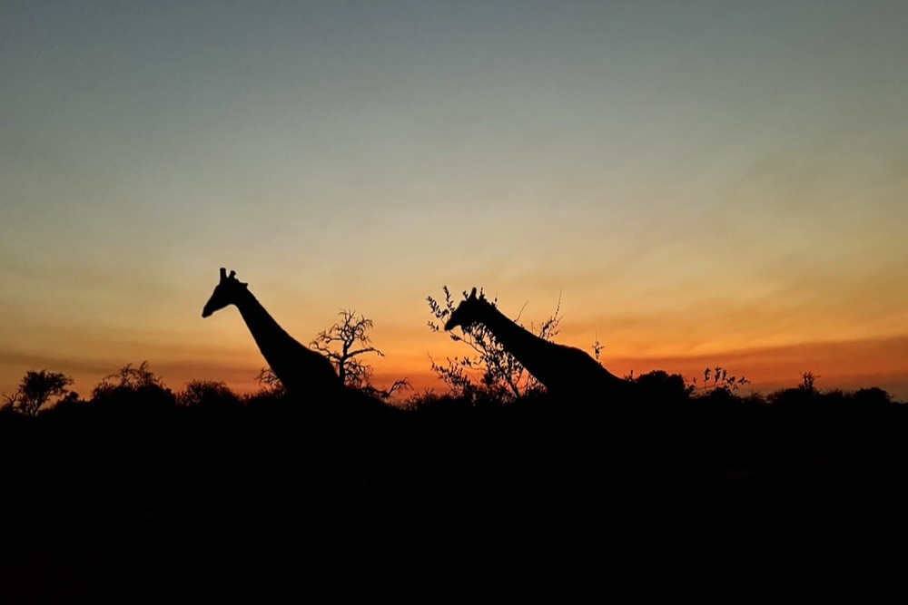Giraffes at sunset in Timbavati Private Nature Reserve in South Africa.