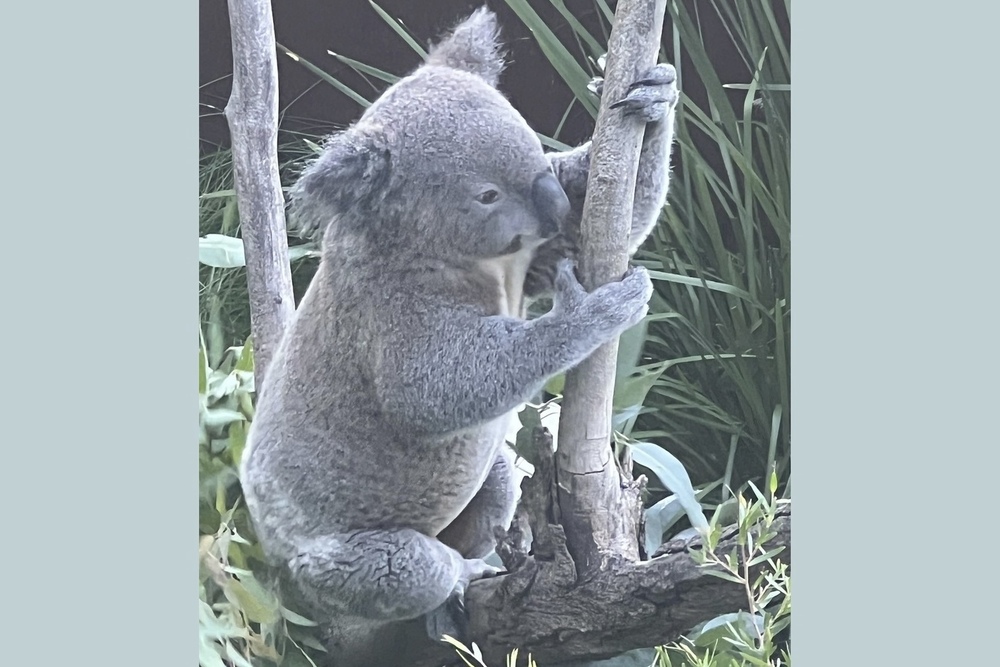 A koala at the Taronga Zoo