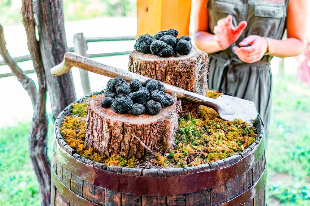 Black truffles displayed on wooden logs from truffle-hunting in Istria, Croatia.