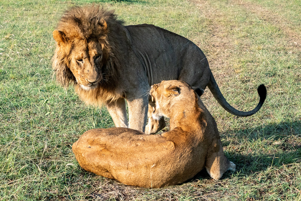 A female lion rebuffs the approach of a male, Tanzania.