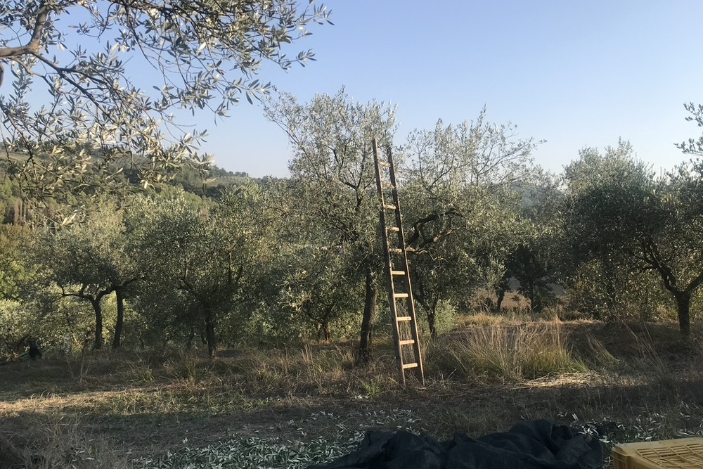 Olive Grove in Bevagna, Perugia, Umbria.