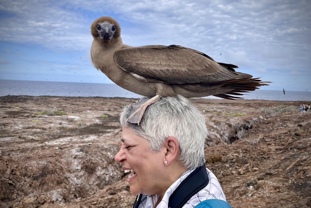 A red-footed booby sitting on a person's head in El Barranco, the Galapagos, Ecuador.