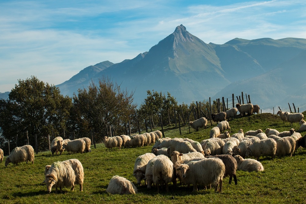 Sheeps on the field with the mountain in the background in Goierri or Basque Highlands in Spain.