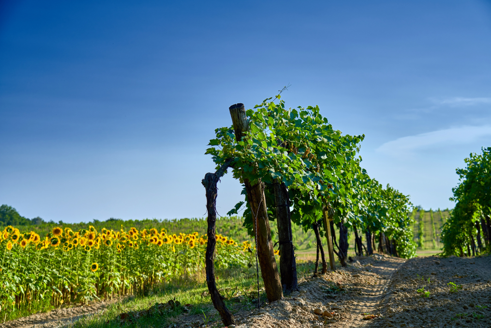 The vineyard and sunflower field in the wine region of Etyek, Hungary.