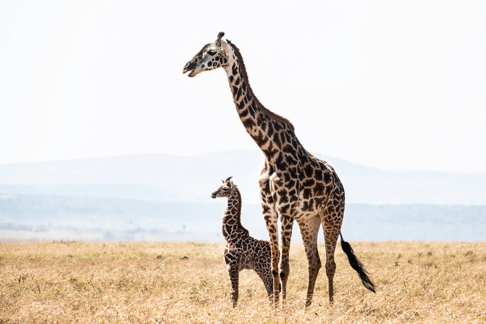 Mother giraffe and baby in a Masai Mara field in Kenya.