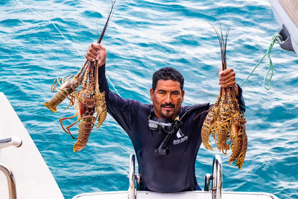 Person holding lobsters, his catch of the day on Belize's waters.