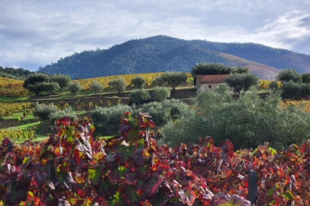 Trees and mountains during fall in Pinhao, Portugal.