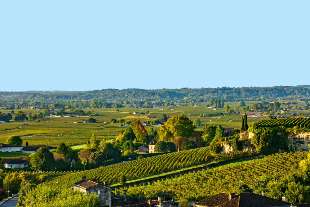 A vineyard-covered hillside in St. Emillion.