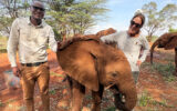 Dawn Critchley with her guide Duncan and a baby elephant at Sheldrick Wildlife Trust, Kenya.