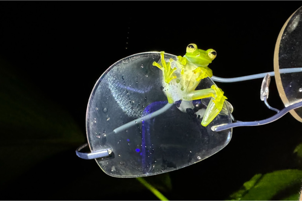 A frog clinging on the traveler's glasses frame.