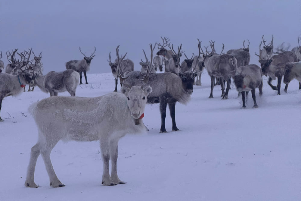 Baby reindeer in arctic Norway.