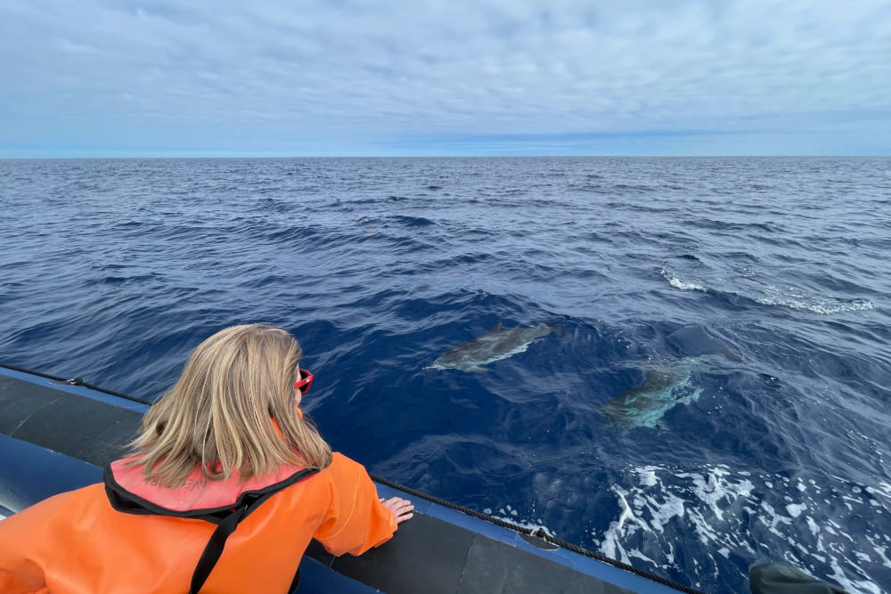 Brook Wilkinson watching dolphins in Ponta Delgada, Azores.