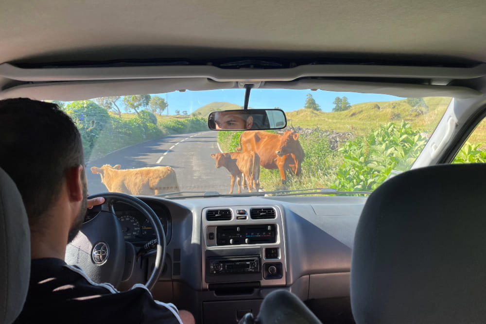 Cow traffic seen from a car in Pico, Azores.