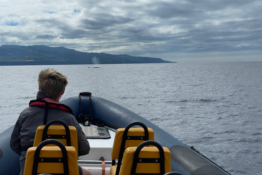 Zeke whale watching in Ponta Delgada, Azores.