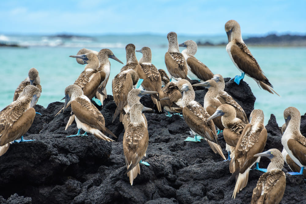 Blue footed boobies in Ecuador.