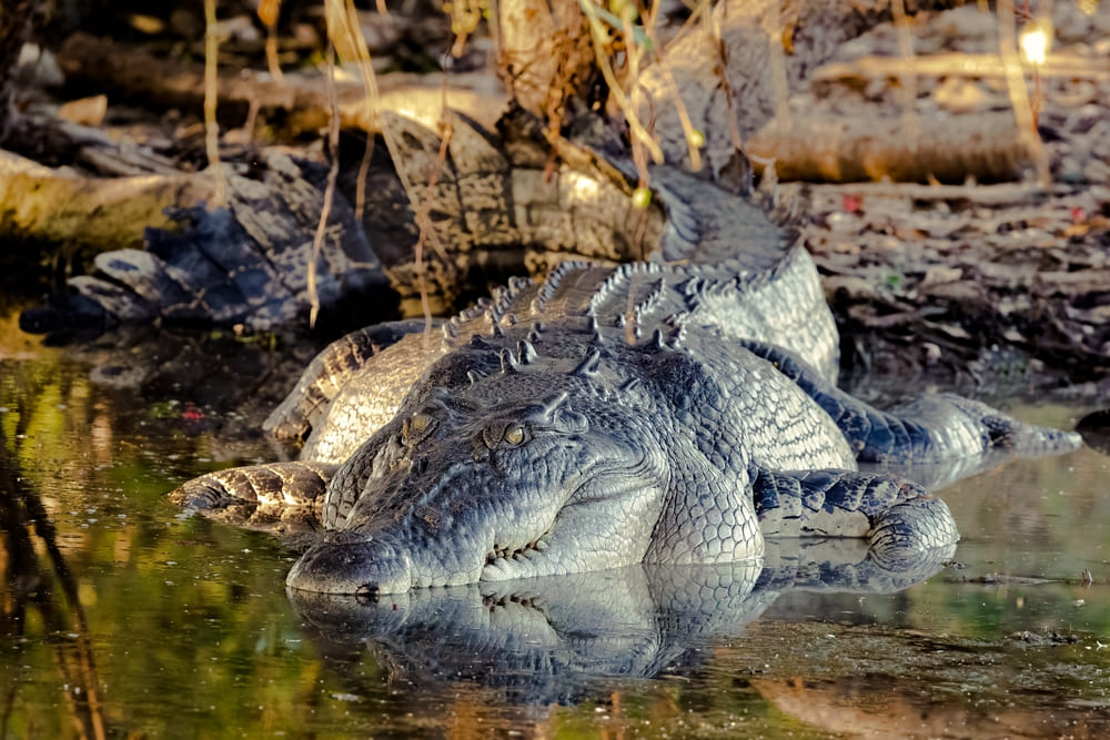 Crocodile in Kakadu National Park, Northern Territory, Australia.