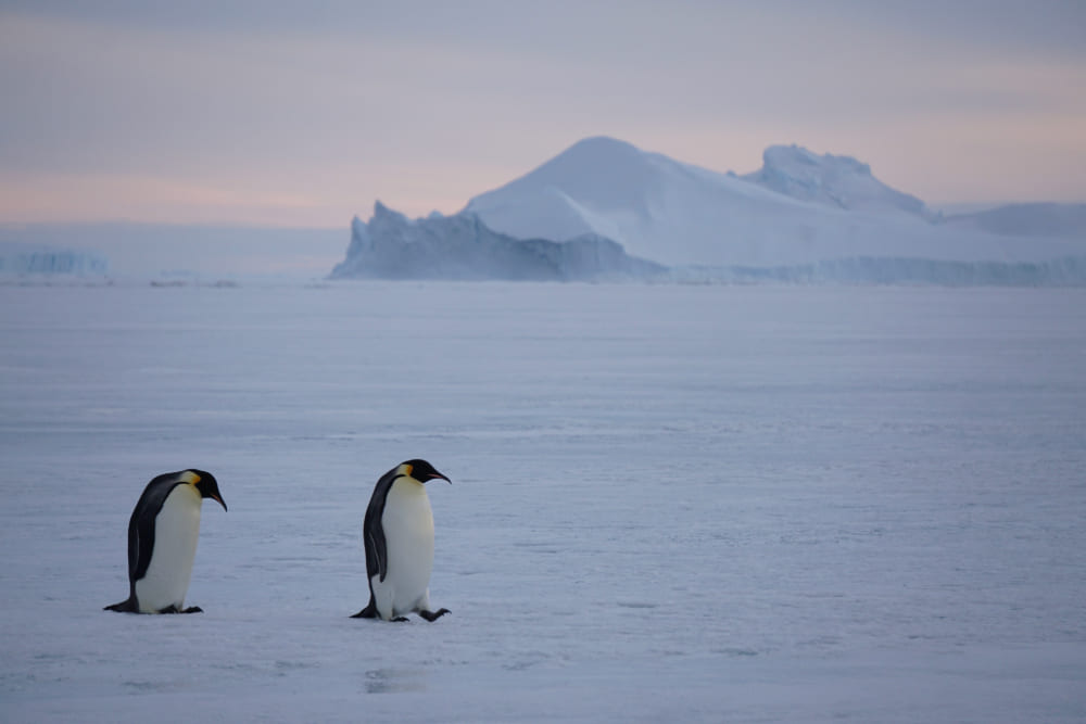 Two penguins in Antarctica.