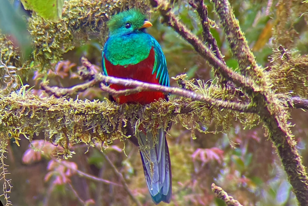 The Quetzal bird in Costa Rica.