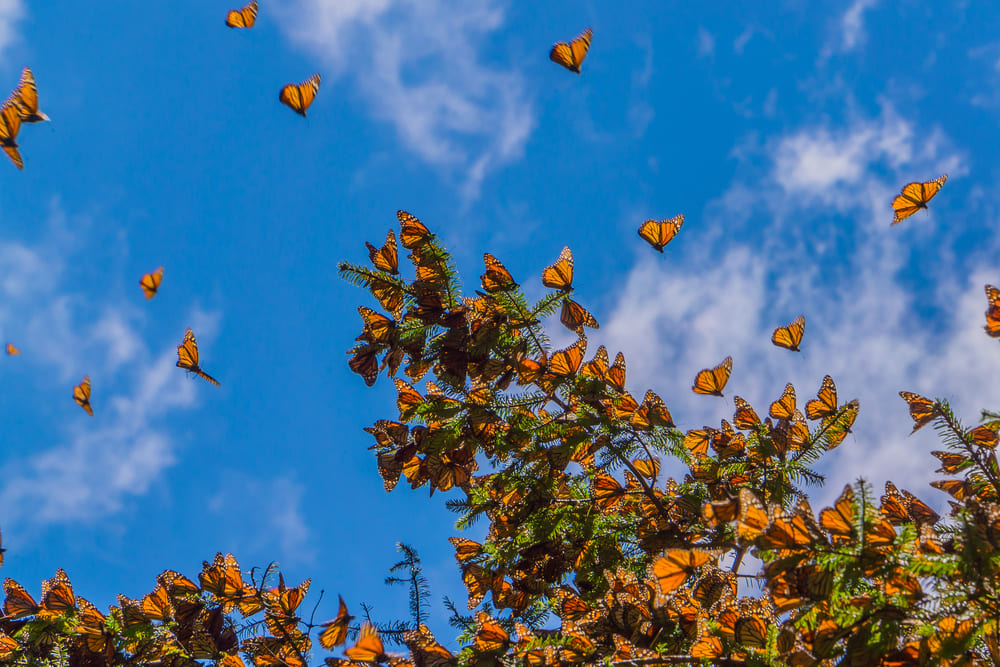 Monarch Butterflies on tree branch in Michoacan, Mexico.