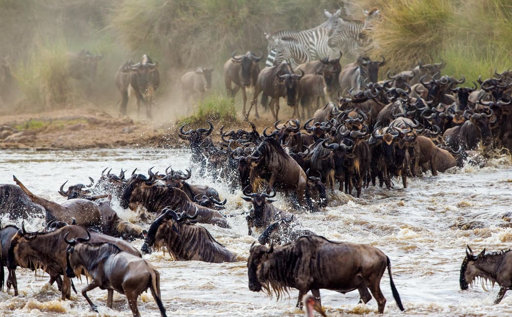 Wildebeests crossing Mara river in Tanzania.